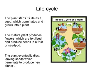 Life cycle
The plant starts its life as a
seed, which germinates and
grows into a plant.


The mature plant produces
flowe...