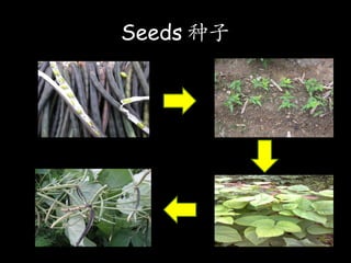 Plants Reproduce 植物会繁殖