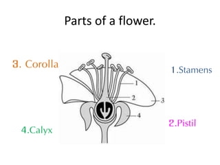 Parts of a flower.
1.Stamens3. Corolla
4.Calyx 2.Pistil