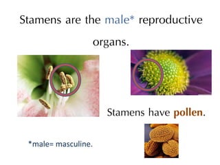 Stamens are the male* reproductive
organs.
Stamens have pollen.
*male= masculine.