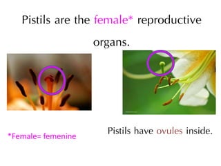 Pistils are the female* reproductive
organs.
*Female= femenine
Pistils have ovules inside.