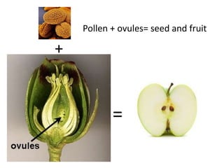 Pollen + ovules= seed and fruit
+
=