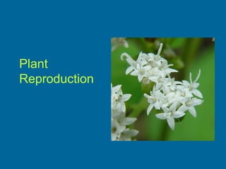 Plant
Reproduction
 