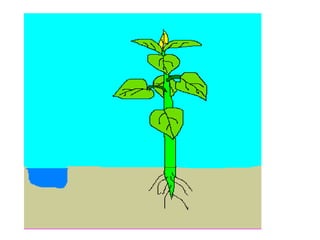 Plants respond