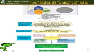 Plants Response to Abiotic Stresses pptx by ankit dhillon | PPTX