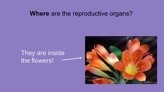 Where are the reproductive organs?
They are inside
the flowers!
 
