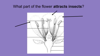 What part of the flower attracts insects?
 