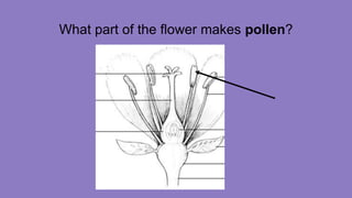 What part of the flower makes pollen?
 
