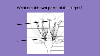 What are the two parts of the carpel?
 