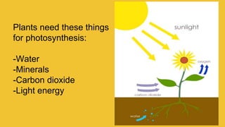 Plants need these things
for photosynthesis:
-Water
-Minerals
-Carbon dioxide
-Light energy
 