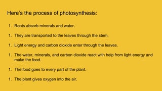 Here’s the process of photosynthesis:
1. Roots absorb minerals and water.
1. They are transported to the leaves through the stem.
1. Light energy and carbon dioxide enter through the leaves.
1. The water, minerals, and carbon dioxide react with help from light energy and
make the food.
1. The food goes to every part of the plant.
1. The plant gives oxygen into the air.
 