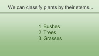 We can classify plants by their stems...
1. Bushes
2. Trees
3. Grasses
 