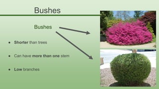 ● Shorter than trees
● Can have more than one stem
● Low branches
Bushes
Bushes
 