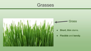 Grasses
● Short, thin stems.
● Flexible and bendy.
Grass
 