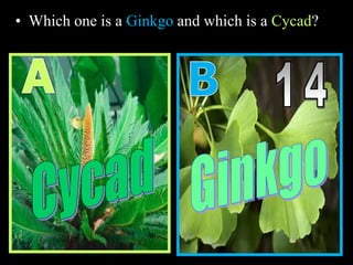 • Which one is a Ginkgo and which is a Cycad?
 