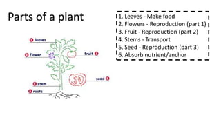 Parts of a plant 1. Leaves - Make food
2. Flowers - Reproduction (part 1)
3. Fruit - Reproduction (part 2)
4. Stems - Transport
5. Seed - Reproduction (part 3)
6. Absorb nutrient/anchor
 