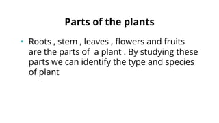Parts of the plants
• Roots , stem , leaves , flowers and fruits
are the parts of a plant . By studying these
parts we can identify the type and species
of plant
 