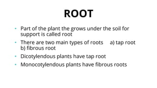 ROOT
• Part of the plant the grows under the soil for
support is called root
• There are two main types of roots a) tap root
b) fibrous root
• Dicotylendous plants have tap root
• Monocotylendous plants have fibrous roots
 