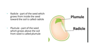 • Radicle - part of the seed which
grows from inside the seed
toward the soil is called radicle
• Plumule - part of the seed
which grows above the soil
from seed is called plumule
 