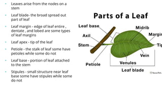 • Leaves arise from the nodes on a
stem
• Leaf blade- the broad spread out
part of leaf
• Leaf margin - edge of leaf entire ,
dentate , and lobed are some types
of leaf margins
• Leaf apex - tip of the leaf
• Petiole - the stalk of leaf some have
petioles while some do not
• Leaf base - portion of leaf attached
to the stem
• Stipules - small structure near leaf
base some have stipules while some
do not
 