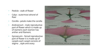 • Pedicle - stalk of flower
• Calyx - outermost whorel of
floer
• Corolla - petals make the corolla
• Androecium - male reproductive
part of flower which is made up
of stamens each stamen has
anther and filament.
• Gynoecuim - femail reproductive
part of flower it is made up of
carpels each carpel consists of
stigma , style and ovary
•
 