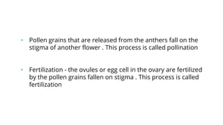 • Pollen grains that are released from the anthers fall on the
stigma of another flower . This process is called pollination
• Fertilization - the ovules or egg cell in the ovary are fertilized
by the pollen grains fallen on stigma . This process is called
fertilization
 
