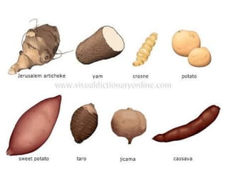 Tubers are fleshy underground
stems modified to store STARCH. The
“EYES” are the nodes with an axillary
bud in each (the peel is periderm
tissue). Sweet Potato (kamote) is an
example of Tubers.
♠ Tubers
 