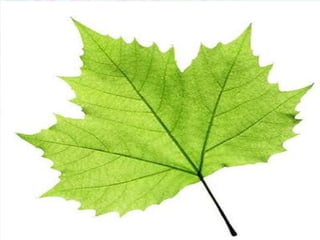 ♠ LEAF
Leaf is a flattened, green, lateral
appendage that carries out the function
of photosynthesis and transpiration. It is
also responsible for taking in CO2 and
releasing O and water vapour.
CHLOROPHYLL is responsible for the
leaf’s green colour.
 