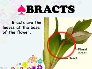 ♠BRACTS
Bracts are the
leaves at the base
of the flower.
 