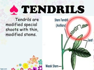 Tendrils are
modified special
shoots with thin,
modified stems.
♠ TENDRILS
 