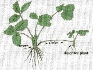 Stolons are sometimes called
RUNNERS; they are thin, above
the ground, horizontal stems of
indeterminate growth and long
internodes that grow out from the
parent plant.
♠ STOLONS
 