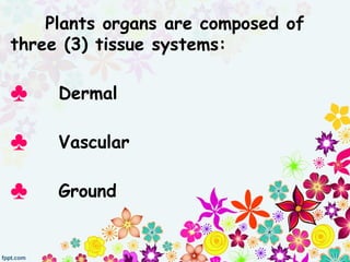 Plants organs are composed of
three (3) tissue systems:
♣ Dermal
♣ Vascular
♣ Ground
 