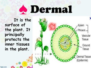 It is the
surface of
the plant. It
principally
protects the
inner tissues
in the plant.
♠ Dermal
 