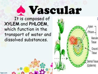 It is composed of
XYLEM and PHLOEM,
which function in the
transport of water and
dissolved substances.
♠ Vascular
 