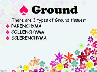 There are 3 types of Ground tissues:
♣ PARENCHYMA
♣ COLLENCHYMA
♣ SCLERENCHYMA
♠ Ground
 