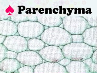 Parenchyma is located throughout
the plant. It has a spherical shape. It
is assigned for PHOTOSYTHESIS,
REGENERATION, STORAGE and
RESPIRATION.
♠ Parenchyma
 