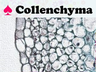 Collenchyma is located beneath the
epidermis in young stem and in leaf
veins. It has elongated cells with
unevenly thickened cell wall. Its
function is to the flexible support
system.
♠ Collenchyma
 