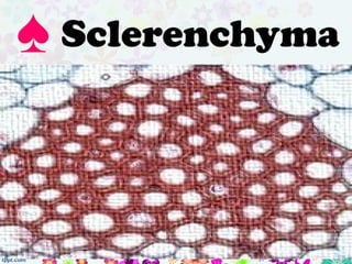 Sclerenchyma is located in the
fibers in woods, bark, leaves, and
stems. Its assigned or the structural
support.
♠ Sclerenchyma
 
