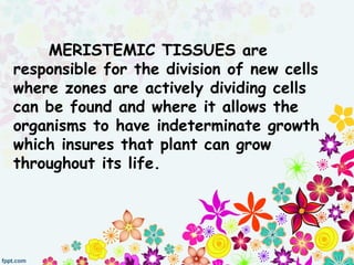 MERISTEMIC TISSUES are
responsible for the division of new cells
where zones are actively dividing cells
can be found and where it allows the
organisms to have indeterminate growth
which insures that plant can grow
throughout its life.
 