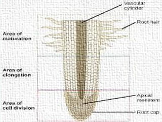 Zone of Cell Division
It is the region of actively dividing
cells and provides plant growth.
Zone of Elongation
Cells in this region grow
longitudinally causing the root to grow
longer.
Zones of Differentiation
Region of mature primary tissues
where active water and minerals are
found.
 