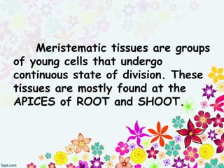 Meristematic tissues are groups
of young cells that undergo
continuous state of division. These
tissues are mostly found at the
APICES of ROOT and SHOOT.
 