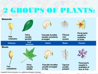 2 GROUPS OF PLANTS:
♠ MONOCOT
♠ DICOT
 