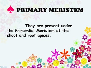 They are present under
the Primordial Meristem at the
shoot and root apices.
♠ PRIMARY MERISTEM
 