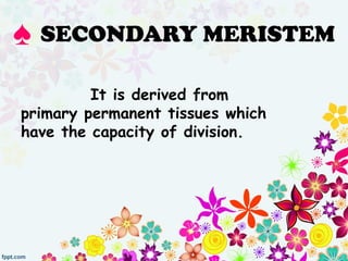 It is derived from
primary permanent tissues which
have the capacity of division.
♠ SECONDARY MERISTEM
 