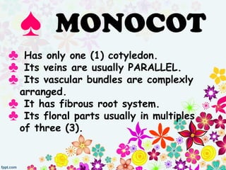 ♠ MONOCOT
♣ Has only one (1) cotyledon.
♣ Its veins are usually PARALLEL.
♣ Its vascular bundles are complexly
arranged.
♣ It has fibrous root system.
♣ Its floral parts usually in multiples
of three (3).
 