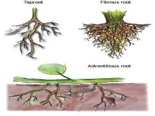 ROOTS
The root is an essential in a
plant. Without it, a plant can’t get
nutrients from the soil and the stem
(containing the leaves and flowers)
will not be able to grow upward.
Monocots, including grasses have
FIBROUS ROOT SYSTEM which
consists of a mat of thin, long, slender
lateral of about the same size that is
spread out below the soil surface.
TAPROOT SYSTEM, which consists
of one large, vertical root that
produces lateral or branch roots that
are most-likely common to Dicot plants.
 