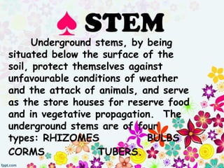 ♠ STEM
Underground stems, by being
situated below the surface of the
soil, protect themselves against
unfavourable conditions of weather
and the attack of animals, and serve
as the store houses for reserve food
and in vegetative propagation. The
underground stems are of four
types: RHIZOMES BULBS
CORMS TUBERS.
 