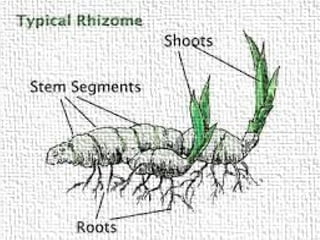 Rhizome is a horizontal
underground stem of some plant that
sends out roots and shoots from its
nodes. Gingers are RHIZOMES.
♠ Rhizomes
 