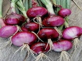 Bulbs are underground buds with
the stem reduced to a small knob on
which fleshy storage leaves are
clustered. A good example of a bulb is
an ONION (sibuyas).
♠ Bulbs
 
