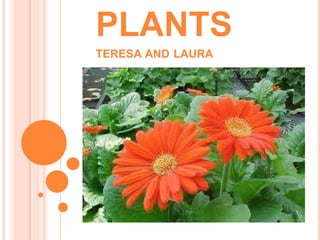 PLANTS
TERESA AND LAURA

 